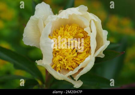 Ein flacher Fokus von Paeonia daurica subsp, Mlokosewitschii-Blume Stockfoto