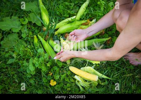Junge Frau putzt frisch gepflückte Ähren von Mais. Maisreinigung. Eine Frau, die Mais schält. Stockfoto