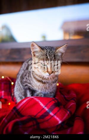 Die heimische graue Katze sitzt zu Hause auf einer roten karierten Decke. Vorbereitung auf Weihnachten, festliche Stimmung. Stockfoto