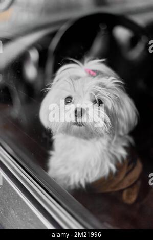 Wunderschöner und süßer, weißer, maltesischer bichon-Hund, der in einem Auto steht und auf seine Besitzer wartet. Stockfoto