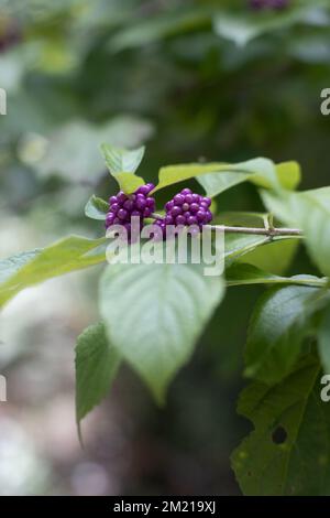 Eine vertikale Aufnahme der Callicarpa (Beautyberry) Stockfoto