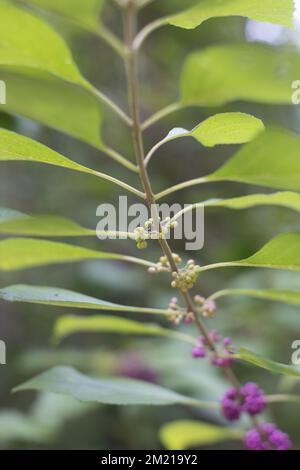 Eine vertikale Aufnahme der Callicarpa (Beautyberry) Stockfoto