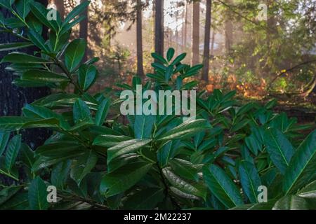 Landschaftlich schöner grüner Wald mit frischen grünen Laubbäumen, eingerahmt von Blättern, während die Sonne am Morgen ihre warmen Strahlen durch das Laub wirft. Frühling vorwärts Stockfoto