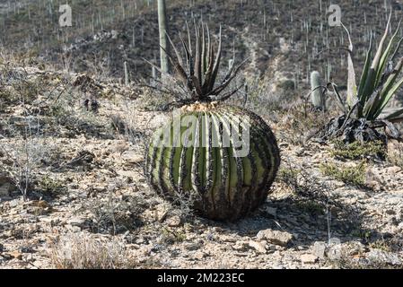 Ein Fasskaktus im Biosphärenreservat Tehuacan-Cuicatlan Stockfoto