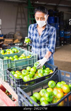 Eine Frau mit medizinischer Maske, die gepflückte grüne Tomaten sortiert Stockfoto