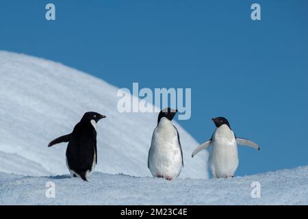Antarktis, Weddell-Meer. Adelie-Pinguine (Pygoscelis adeliae) auf Eisberg. Stockfoto