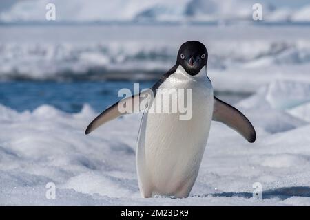Antarktis, Weddell-Meer. Adelie-Pinguine (Pygoscelis adeliae) auf Eisberg. Stockfoto