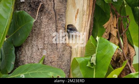 Eine Nahaufnahme eines weißwandigen Barbets, der aus seinem Nest in einem Baum guckt Stockfoto