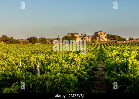 Marsala, Sizilien, Italien - 8. Juli 2020: Weinberge und Bauernhof im Hintergrund in Marsala in Sizilien, Italien Stockfoto