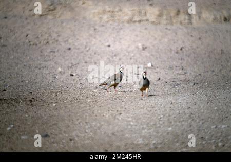 Abu Dhabi VAE Sir Bani Yas Island Naturschutzgebiet Chukar Partridge Stockfoto