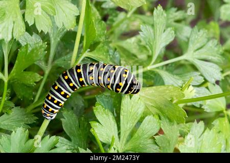 Schwarzer Schwalbenschwanz (Papilio polyxenes), auch bekannt als Petersilie Caterpillar, auf Petersilie. Stockfoto