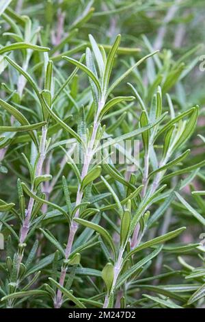 Rosmarin (Salvia rosmarinus), Kräuter, die im Garten wachsen. Stockfoto