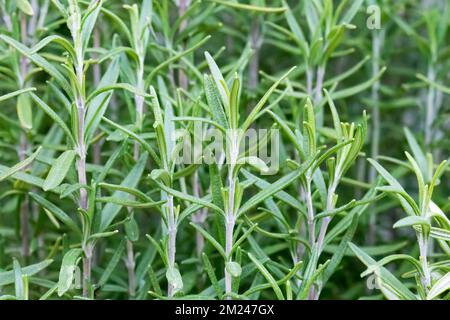 Rosmarin (Salvia rosmarinus), Kräuter, die im Garten wachsen. Stockfoto