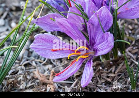 Safran-Crocus-Blume (Crocus sativus), alias: Herbstcrocus in Blüte. Seine Stigmatien sind bekannt als Gewürzsafran. Stockfoto