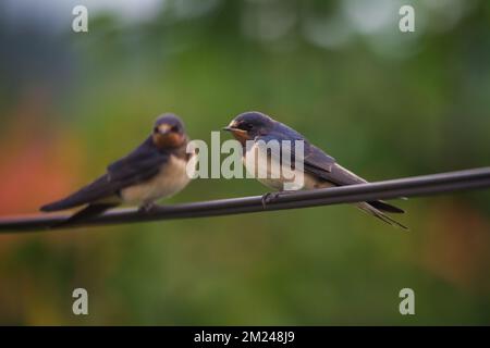 Scheunenschwalben (Hirundo rustica), die auf einem Elektrokabel sitzen Stockfoto