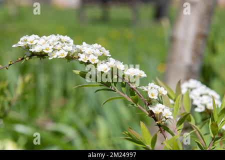Nahaufnahme der blühenden Thunbergs Meadowsweet (Spirea thunbergii) Blumen Stockfoto