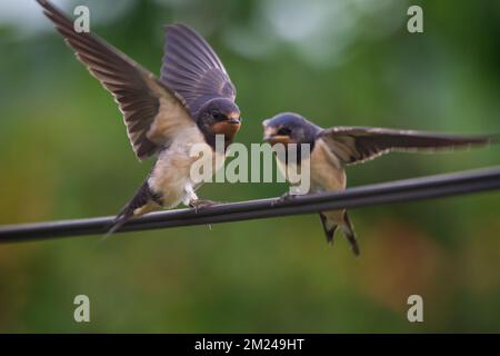 Scheunenschwalben (Hirundo rustica), die auf einem Elektrokabel sitzen Stockfoto