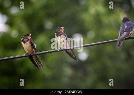 Scheunenschwalben (Hirundo rustica), die auf einem Elektrokabel sitzen Stockfoto