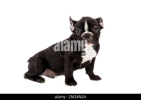Zartes Maskottchen - schwarzes französisches Bulldogbaby, Foto auf weißem Hintergrund. Stockfoto