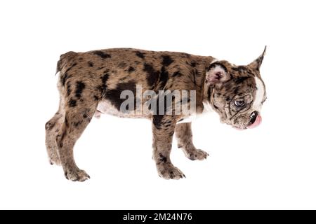 Zartes Maskottchen - französischer Bulldogge Merle Baby, Foto auf weißem Hintergrund. Stockfoto