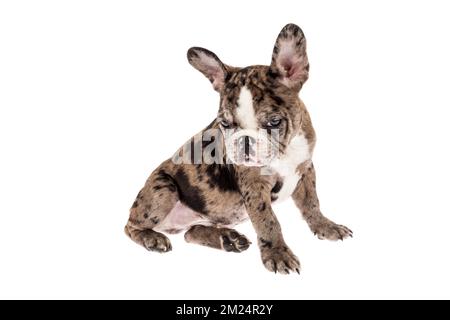 Zartes Maskottchen - französischer Bulldogge Merle Baby, Foto auf weißem Hintergrund. Stockfoto