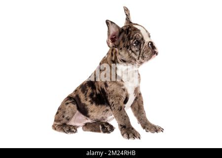 Zartes Maskottchen - französischer Bulldogge Merle Baby, Foto auf weißem Hintergrund. Stockfoto