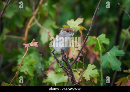 Weibliche Schwarzkappen (Sylvia atricapilla) in Zweigen Stockfoto