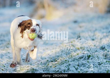 Springer Spaniel Arbeitstier Hund holt einen Tennisball, während er Fetch spielt. Stockfoto