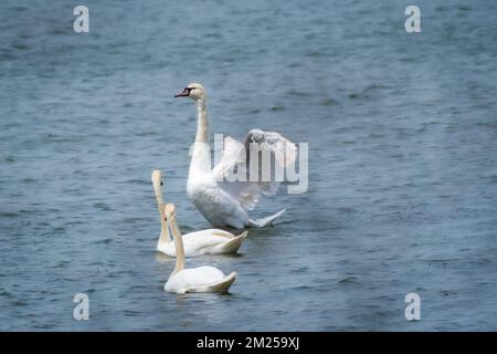 Drei weiße Schwäne auf einem See Stockfoto