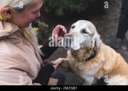 Old semi golden retriever closes his eyes, loves being pet, and gives a paw to caucasian young adult woman who is a charity worker. High quality photo Stock Photo