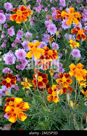 Ein Nahbild der jährlichen Marigoldblüten mit Chrysanthemblüten im Hintergrund Stockfoto