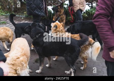 Private Unterkünfte für obdachlose Hunde. Viele bunte Mischtiere, die gemeinsam im Garten spazieren gehen und auf einen Spaziergang mit Freiwilligen warten. Hochwertiges Foto Stockfoto