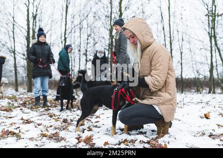 Freiwillige Helfer gehen im Winter Hunde in den Obdachlosenheim. Die Frau kniet neben dem mittelgroßen schwarzen Hund. Winterwetter. Gruppe von Personen, die im Hintergrund verschwommen sind. Hochwertiges Foto Stockfoto