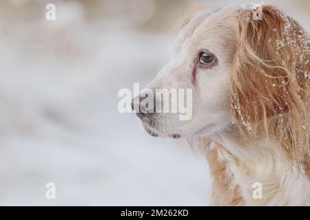Porträt eines goldenen Cockerspaniel arbeitenden Hundes im Schnee. Augenkontakt und süß. Stockfoto