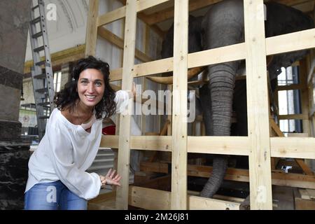 Die Abbildung zeigt die Installation des montierten Elefanten und der Giraffe vor der Wiedereröffnung des Königlichen Museums für Zentralafrika im Mai in Tervuren, Freitag, den 21. April 2017. Die Tierpräparate blieben während der Renovierungszeit des Museums in Technopolis und Autoworld. BELGA FOTO DIRK WAEM Stockfoto