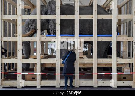 Die Abbildung zeigt die Installation des montierten Elefanten und der Giraffe vor der Wiedereröffnung des Königlichen Museums für Zentralafrika im Mai in Tervuren, Freitag, den 21. April 2017. Die Tierpräparate blieben während der Renovierungszeit des Museums in Technopolis und Autoworld. BELGA FOTO DIRK WAEM Stockfoto