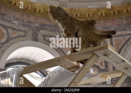 Die Abbildung zeigt die Installation des montierten Elefanten und der Giraffe vor der Wiedereröffnung des Königlichen Museums für Zentralafrika im Mai in Tervuren, Freitag, den 21. April 2017. Die Tierpräparate blieben während der Renovierungszeit des Museums in Technopolis und Autoworld. BELGA FOTO DIRK WAEM Stockfoto