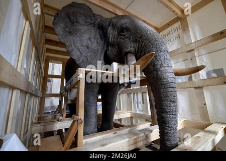 Die Abbildung zeigt die Installation des montierten Elefanten und der Giraffe vor der Wiedereröffnung des Königlichen Museums für Zentralafrika im Mai in Tervuren, Freitag, den 21. April 2017. Die Tierpräparate blieben während der Renovierungszeit des Museums in Technopolis und Autoworld. BELGA FOTO DIRK WAEM Stockfoto