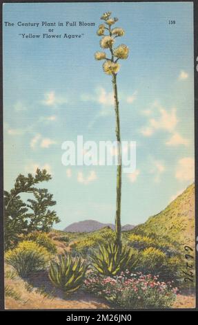 Die Century Pflanze in voller Blüte oder "Yellow Flower Agave" , Kakteen, Blumen, Tichnor Brothers Collection, Postkarten der Vereinigten Staaten Stockfoto