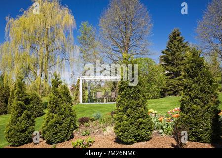 Pergola und Thuja - Zedernbäume an Mulchgrenzen und Salix - weinende Weidenbäume im Garten im Frühling. Stockfoto