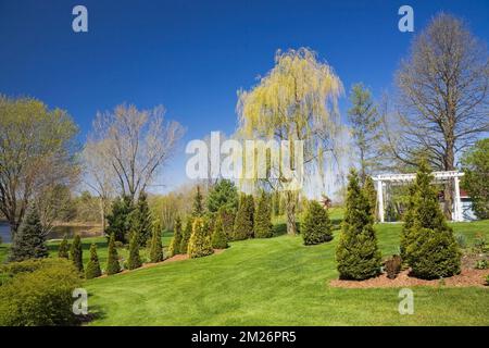 Pergola und Thuja - Zedernbäume an Mulchgrenzen und Salix - weinende Weidenbäume im Garten im Frühling. Stockfoto