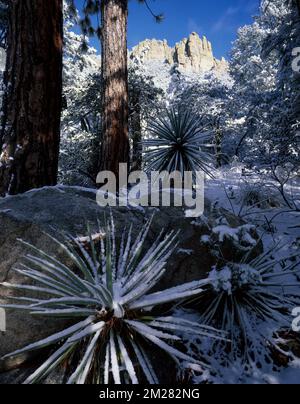 Wintersturm im Bear Canyon in den Santa Catalina Mountains, Arizona Stockfoto