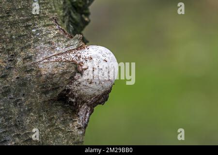 Aufstrebender Fruchtkörper / Basidiokarpfen von Birkenpolypore / Birkenhalterung / Rasierstropfen (Piptoporus betulinus), die durch Birkenrinde plattieren | Polypore du bouleau (Piptoporus betulinus) 20/08/2017 Stockfoto