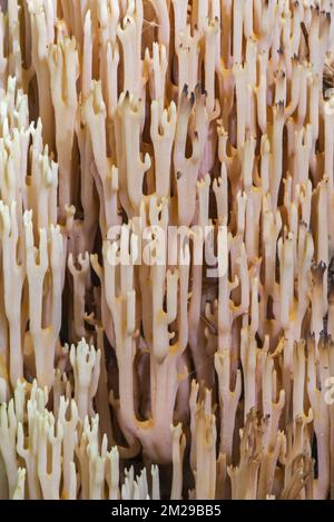 Strauchkorallen / aufrechte Korallen (Ramaria stricta / Clavaria stricta) auf dem Waldboden | Clavaire droite / Clavaire Dressée / Ramaire droite (Ramaria stricta / Clavaria stricta) 24/08/2017 Stockfoto