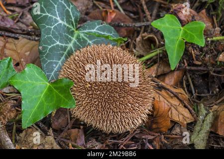 Reifer Fruchtkörper von Zwergpuffer/Federpuffer (Lycoperdon echinatum) auf Laubholz | Vesse-de-loup hérisson (Lycoperdon echinatum) 24/08/2017 Stockfoto