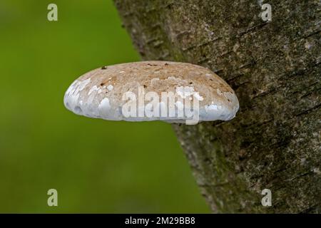 Young fruiting body / basidiocarp of birch polypore / birch bracket / razor strop (Piptoporus betulinus) on birch tree | Polypore du bouleau (Piptoporus betulinus) 20/08/2017 Stock Photo