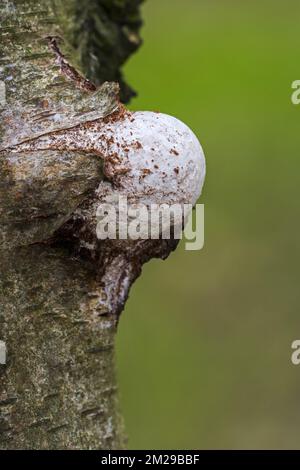 Aufstrebender Fruchtkörper / Basidiokarpfen von Birkenpolypore / Birkenhalterung / Rasierstropfen (Piptoporus betulinus), die durch Birkenrinde plattieren | Polypore du bouleau (Piptoporus betulinus) 20/08/2017 Stockfoto