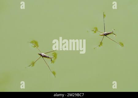 Two common pond skaters / common water striders (Gerris lacustris) on water surface of pond | Ciseau / patineur d'eau / araignée d'eau (Gerris lacustris) 25/08/2017 Stock Photo