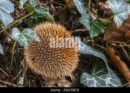 Reifer Fruchtkörper von Zwergpuffer/Federpuffer (Lycoperdon echinatum) auf Laubholz | Vesse-de-loup hérisson (Lycoperdon echinatum) 24/08/2017 Stockfoto