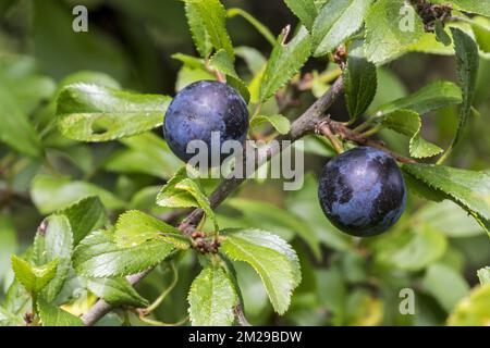 Schwarzdorn/Schlehe (Prunus spinosa) Nahaufnahme von schwarzen Beeren/Schlehen/Tropfen und Blättern | Epine Noire/Prunelier/Prunellier/buisson noir/Epinette (Prunus spinosa) Gros Plan des Fruits 24/08/2017 Stockfoto